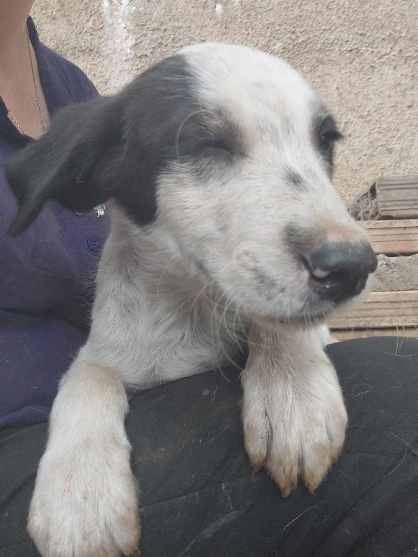 ❤️❤️“Dylan, cucciolo orfano di amore: aiutalo a riscrivere la sua storia” Foto 4